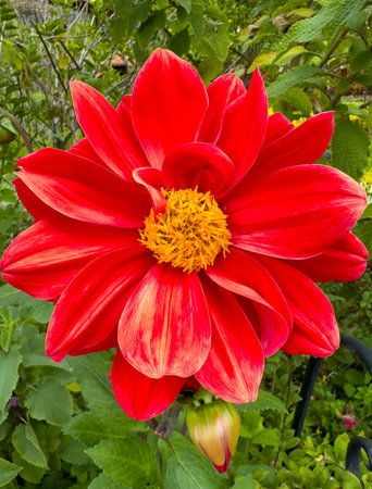 Beautiful Red Dhalia flower Dahlia Variabilis close upの写真素材