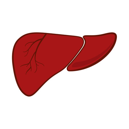Anatomical human liver organ in vector iconのイラスト素材
