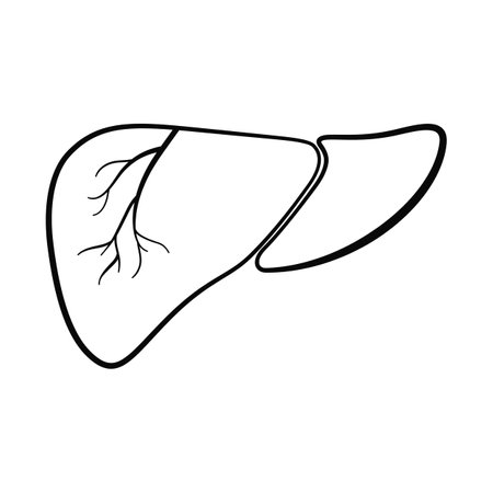 Anatomical human liver organ in vector iconのイラスト素材