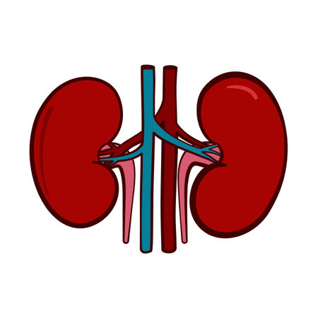 Anatomical human kidney organs in vector icon