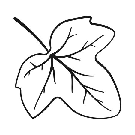 Ivy leaf in outline vector iconのイラスト素材