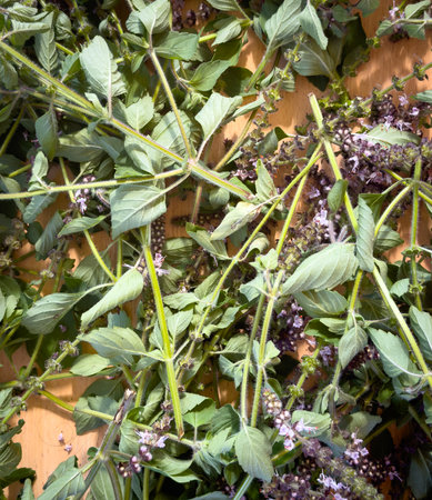 Freshly cut stems and leaves of basil left to dry out in the sunの写真素材