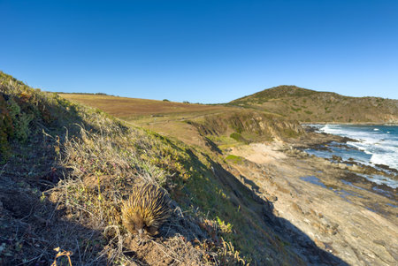 A native Australian Echidna in the wild along the Heysen Trail on the Fleurieu Peninsula in South Australiaの写真素材