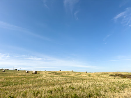 Freshly cut round bales of hay on a farm in South Australia under a blue skyの写真素材