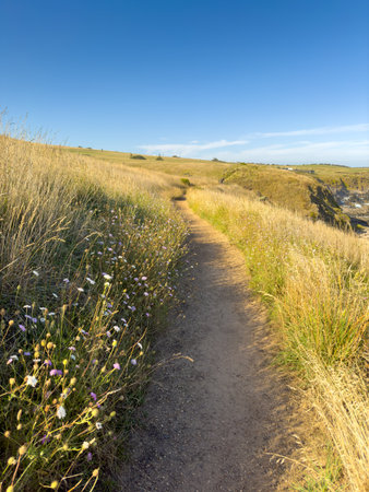 Pathway through wildflowers near Kings Beach on the Heysen Trail on the Fleurieu Peninsula in South Australiaの写真素材