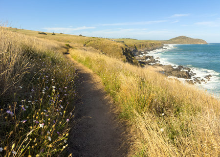 Pathway through wildflowers near Kings Beach on the Heysen Trail on the Fleurieu Peninsula in South Australiaの写真素材