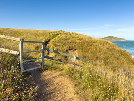 Pathway through wildflowers near Kings Beach on the Heysen Trail on the Fleurieu Peninsula in South Australiaの写真素材