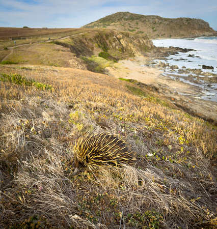A native Australian Echidna animal in the wild with Rosetta Head in the background along the coast of the Fleurieu Peninsula in South Australiaの写真素材