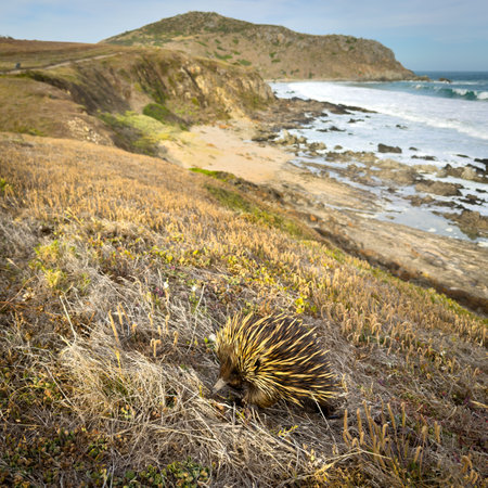 A native Australian Echidna animal in the wild with Rosetta Head in the background along the coast of the Fleurieu Peninsula in South Australiaの写真素材