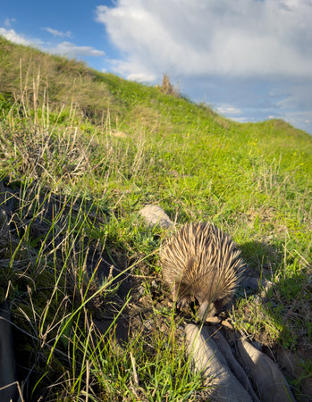 A native Australian echidna walking through a green field with a blue skyの写真素材