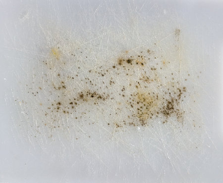 Mold growth in spores on a plastic chopping board backgroundの写真素材
