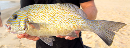 Fisherman holds a freshly caught sweetlip fish (Plectorhinchus) in his hands on the beach