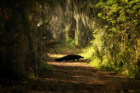 American Florida Alligator Crossing Trailの写真素材
