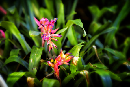 Florida Flowerの写真素材