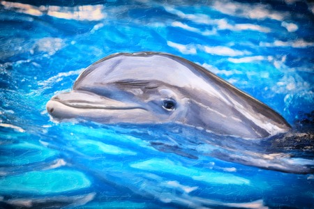 Bottlenose Dolphinの写真素材