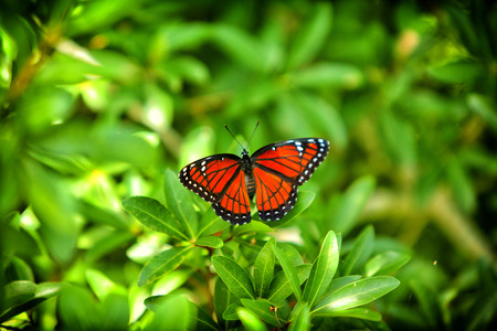 Butterfly close up 