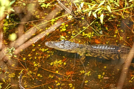 Alligatorの写真素材