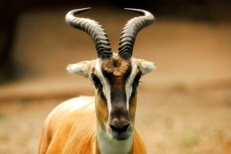Gazelle - Soennerring's