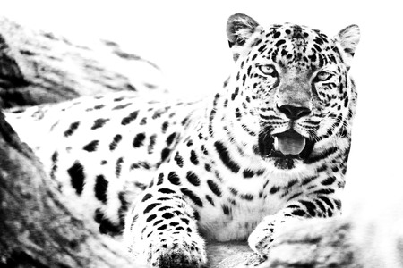 Leopard - Amurの写真素材