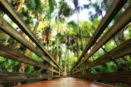 Nature Trail Boardwalkの写真素材