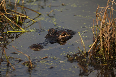 Florida Alligatorの写真素材