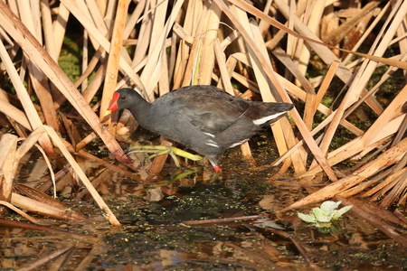 Common Gallinuleの写真素材