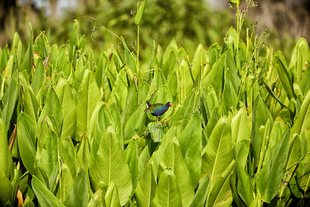 Purple Gallinule - Swampland Birdの写真素材