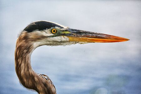 Great Blue Heronの写真素材