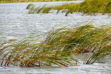 Cattailsの写真素材