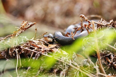 Snakeの写真素材