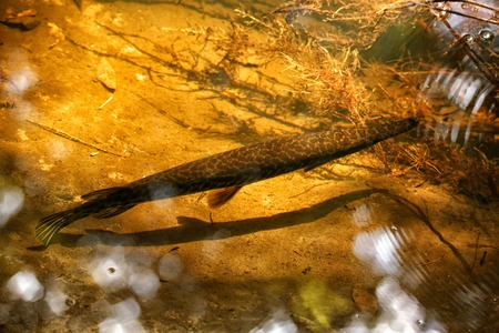 Alligator Gar