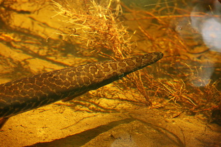 Gar -Fish