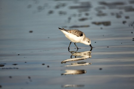 Little Sea Bird