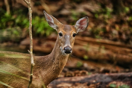 White - Tail Deerの写真素材