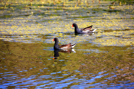 Common Gallinulesのeditorial素材