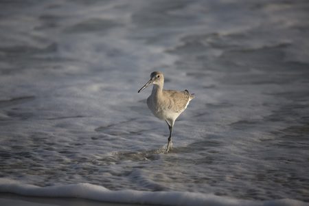 wading Bird