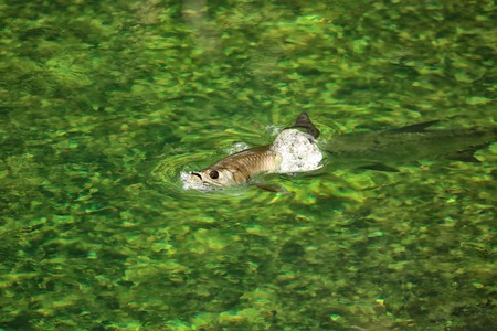 Tarpon taking a breath of air