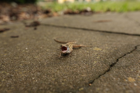 A Mad Lizardの写真素材