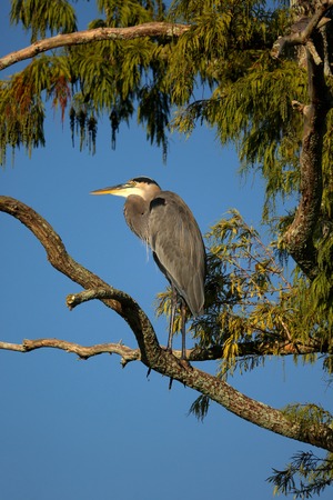 Great Blue Heron Resting in a Treeの写真素材