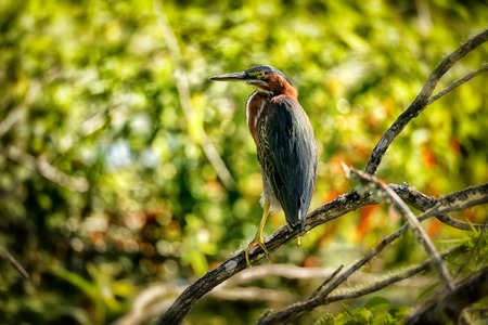 Green heron looking aroundの写真素材