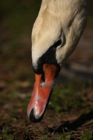 Swan eating grassの写真素材