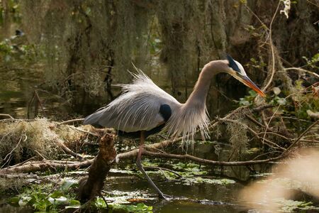 Great Blue Heron in the Swamp