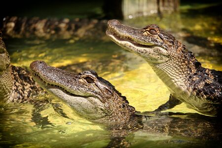 American Alligatorsの写真素材