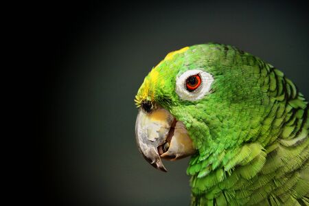 Parrotの写真素材