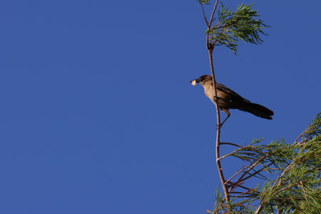 Crow on a branch of a pine with a blue sky in the background
