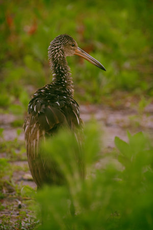 Limpkin in Saint Cloud, FLの写真素材