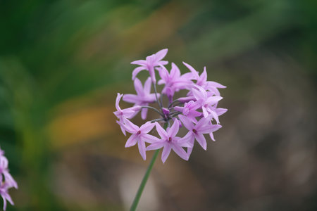 Purple flower of wild garlic (Allium giganteum)の写真素材
