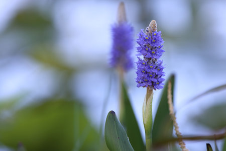 Purple flower in the garden with blur background, soft focus.の写真素材