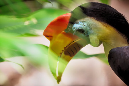 Close up of a hornbill in a tropical forest on a sunny day