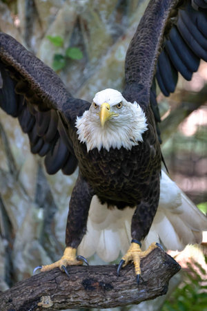 Bald Eagle (Haliaeetus leucocephalus)の写真素材